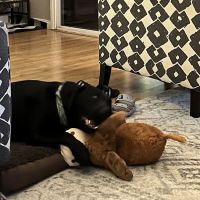 Dog Supplies Outlet ico