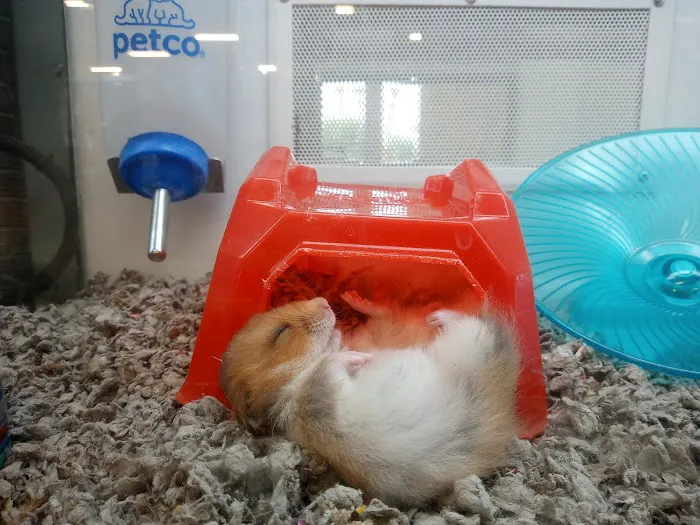 Petco Picture 7