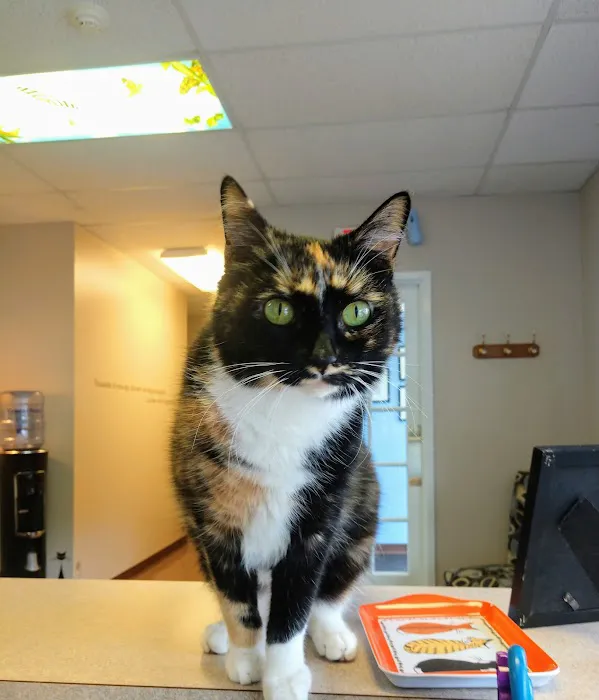 New England Cat Care Picture 1