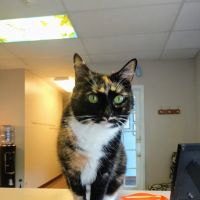 New England Cat Care ico
