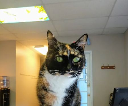 New England Cat Care