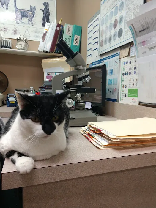 New England Cat Care Picture 2