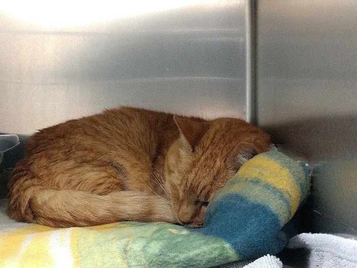 New England Cat Care Picture 6