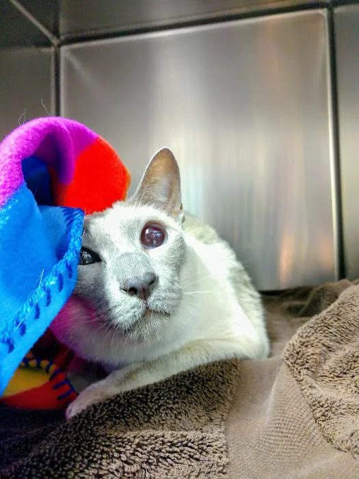 New England Cat Care Picture 10