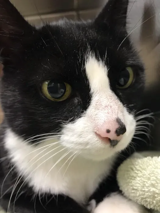 New England Cat Care Picture 8