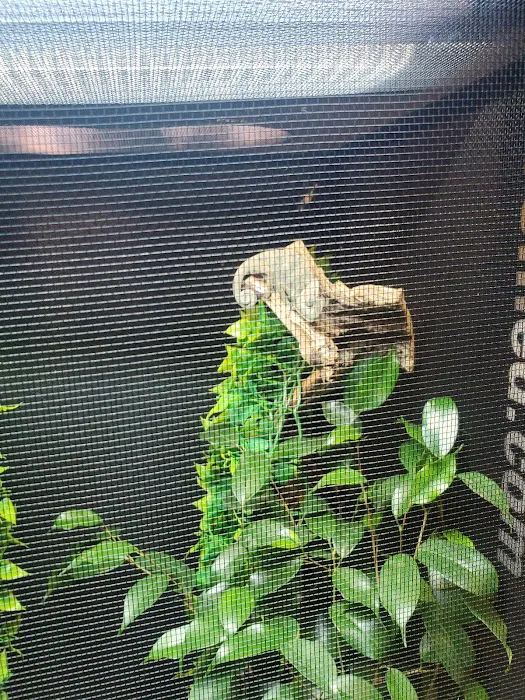 9th Island Reptiles Picture 8