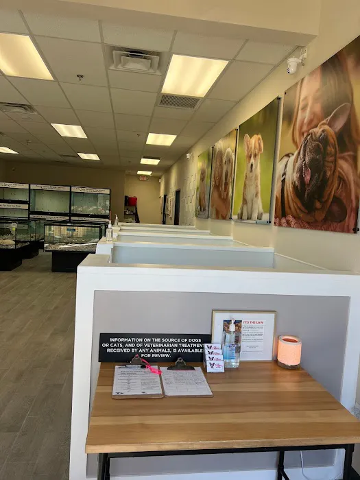 The Puppy Store Las Vegas Picture 3