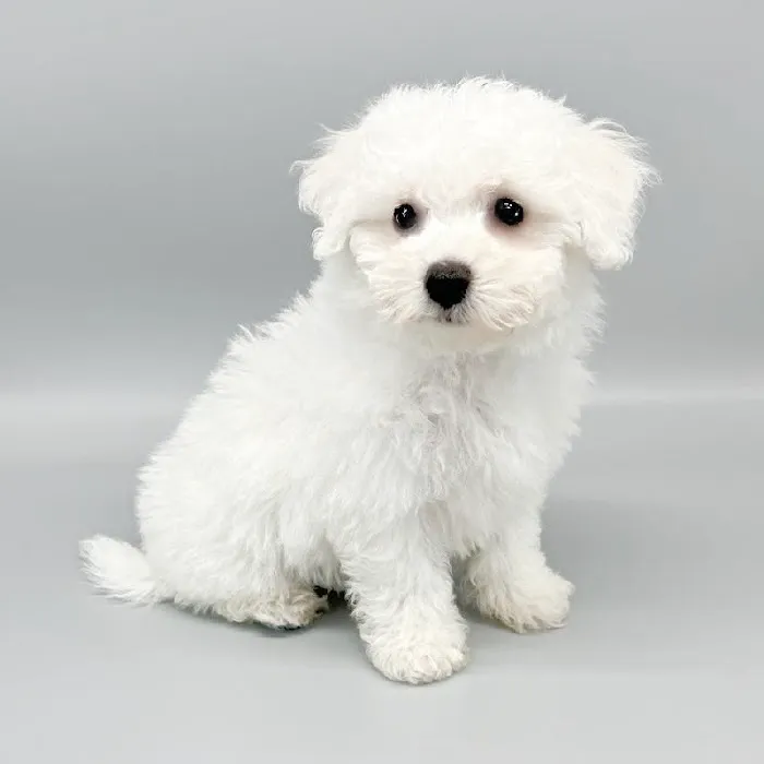 The Puppy Store Las Vegas Picture 7