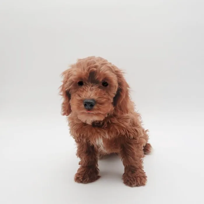The Puppy Store Las Vegas Picture 9