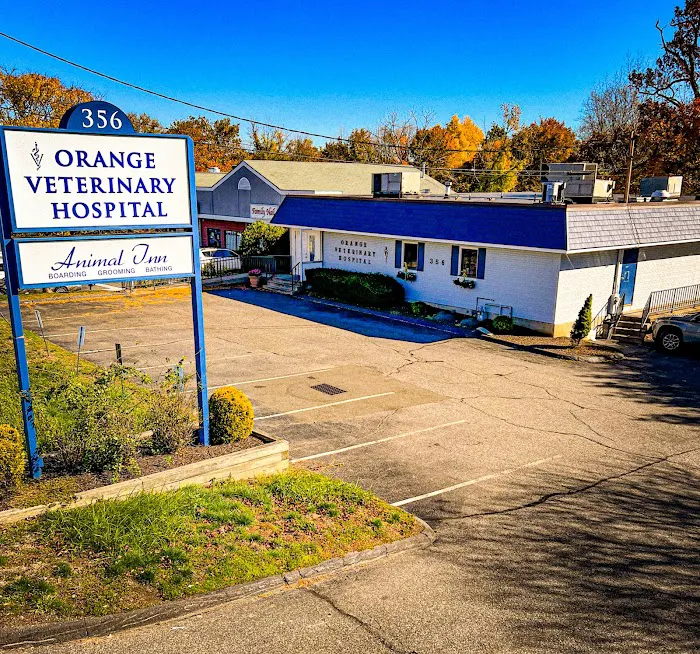 Orange Veterinary Hospital Picture 9