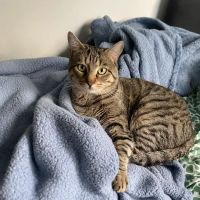Orange Veterinary Hospital ico