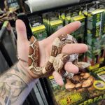 Pet Planet LLC