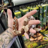 Pet Planet LLC ico