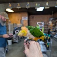 Exotic Birds ico