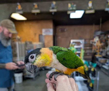 Exotic Birds