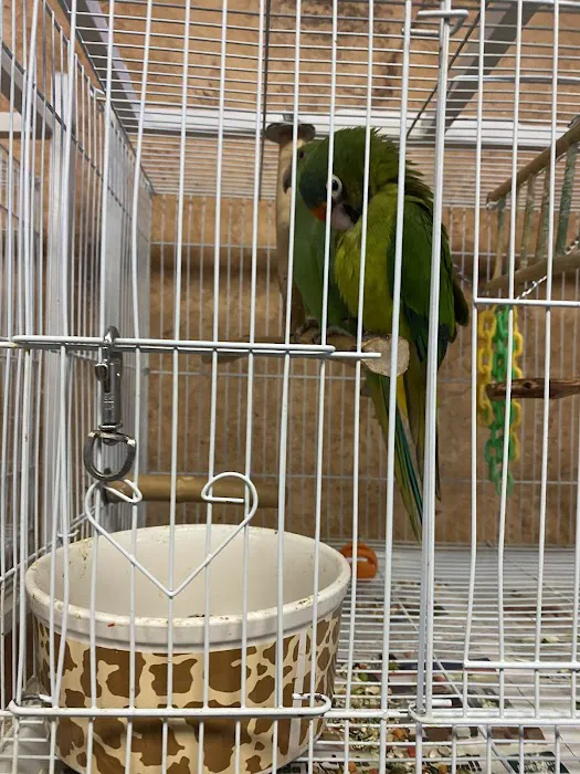 Exotic Birds Picture 3