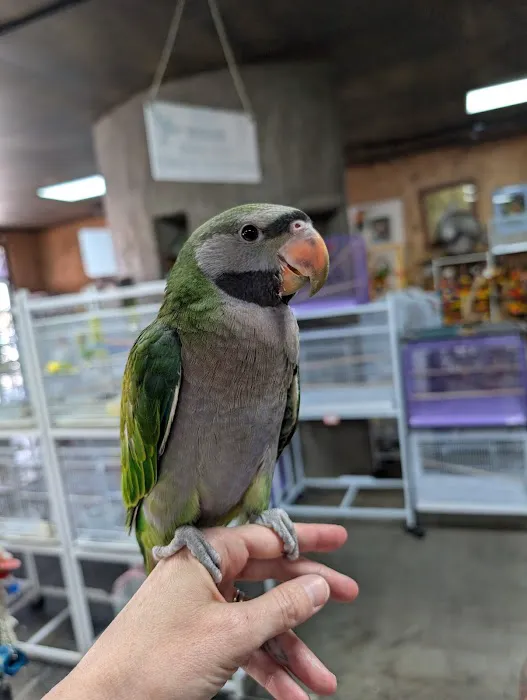 Exotic Birds Picture 4