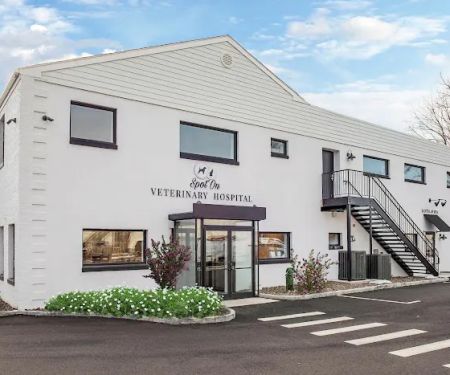 Spot On Veterinary Hospital & Hotel - Stamford