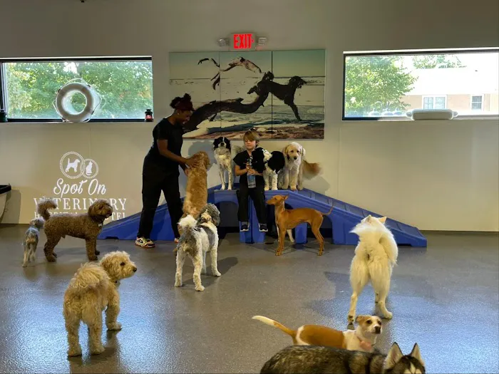 Spot On Veterinary Hospital & Hotel - Stamford Picture 5