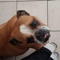 Veterinary Eye Specialists, PLLC ico