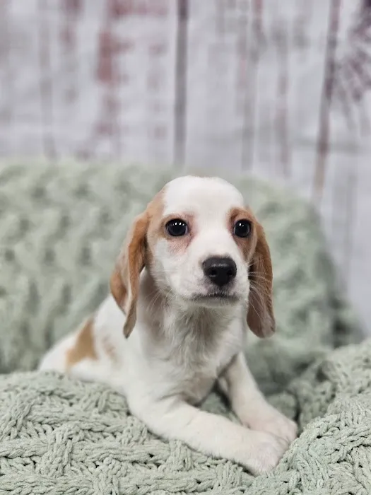 Puppies For Less - W Cheyenne Las Vegas Picture 3