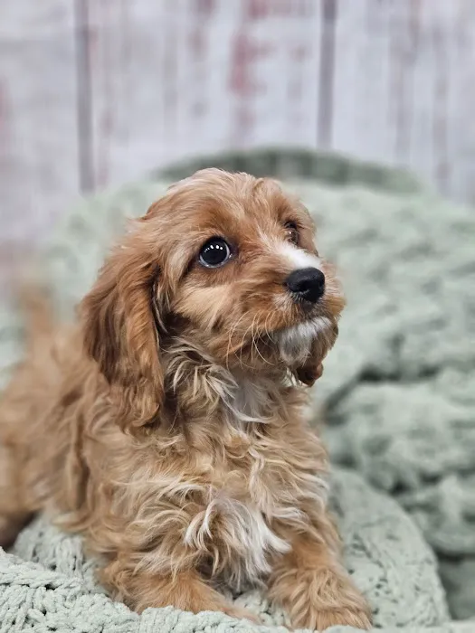 Puppies For Less - W Cheyenne Las Vegas Picture 6