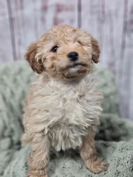 Puppies For Less - W Cheyenne Las Vegas Picture 10