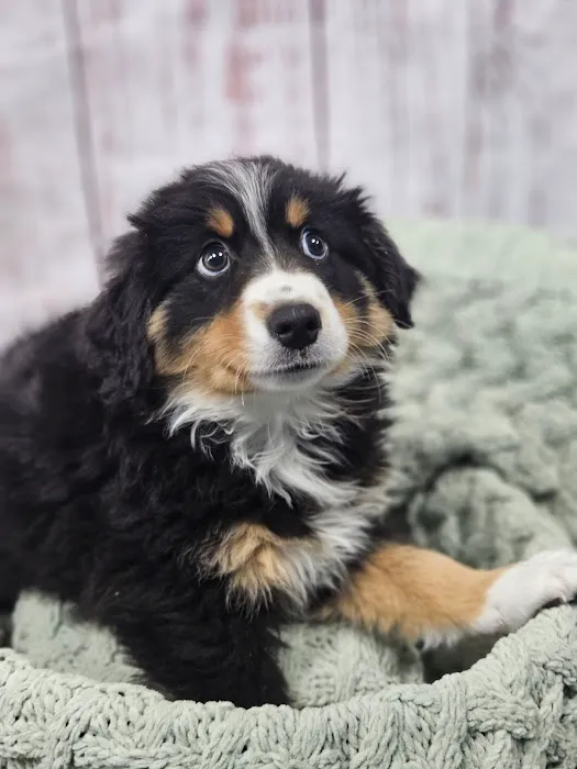 Puppies For Less - W Cheyenne Las Vegas Picture 7