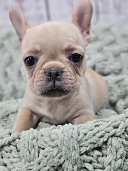 Puppies For Less - W Cheyenne Las Vegas Picture 9