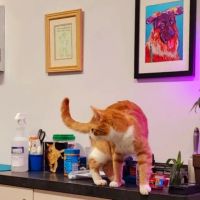 Hudson Valley Veterinary Dermatology - Westchester ico