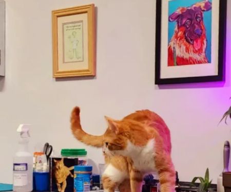 Hudson Valley Veterinary Dermatology - Westchester