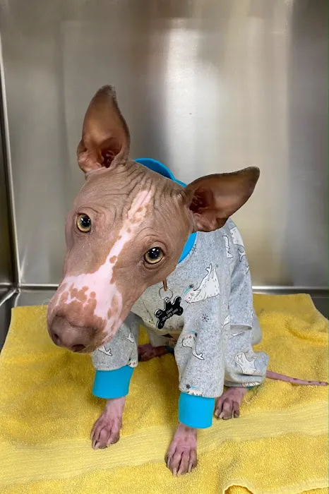 Hudson Valley Veterinary Dermatology - Westchester Picture 2