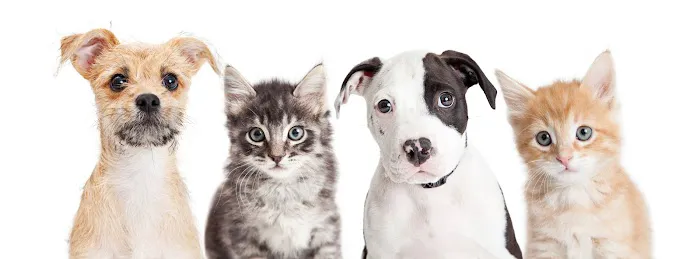 Hudson Valley Veterinary Dermatology - Westchester Picture 7