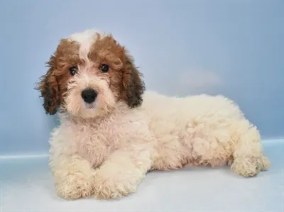 Diamond Pets Picture 3