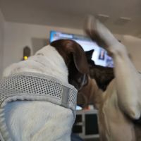 Diamond Pets ico