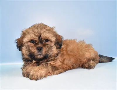 Diamond Pets Picture 4