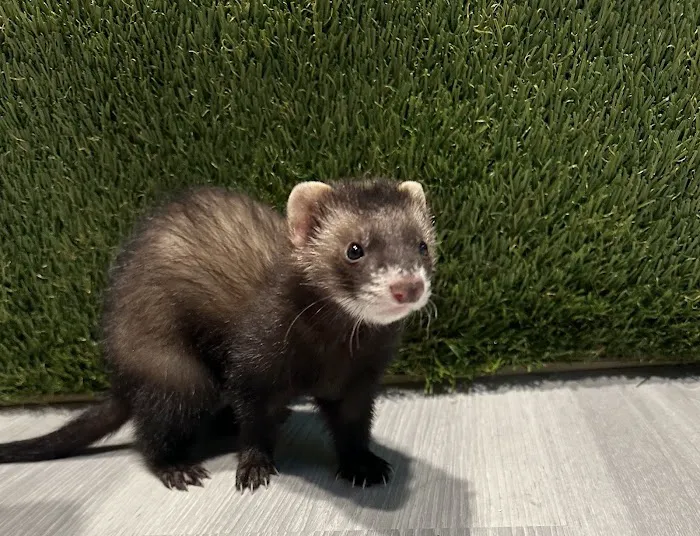 Diamond Pets Picture 8