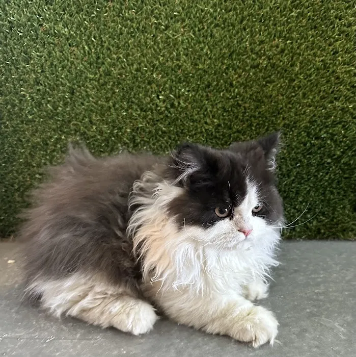 Diamond Pets Picture 5