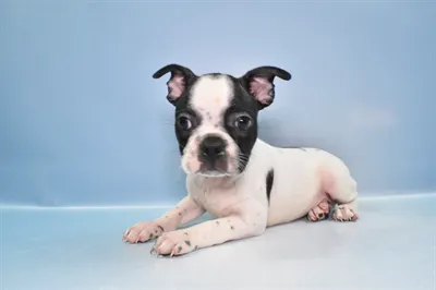 Diamond Pets Picture 10