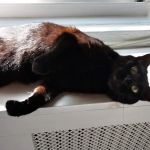 Thornwood Animal Hospital