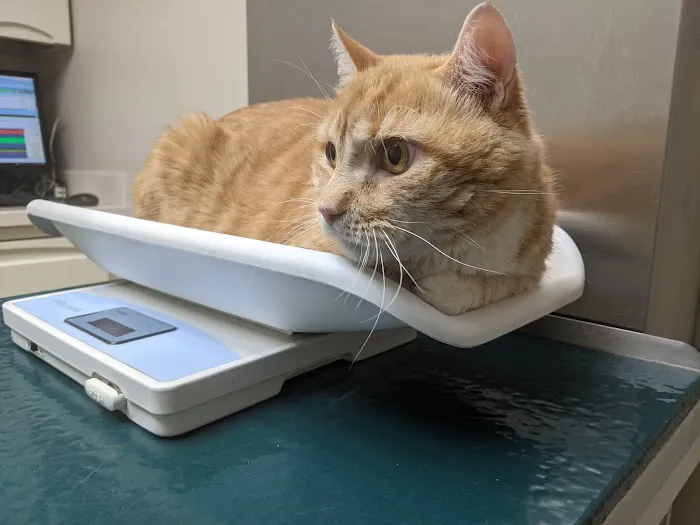 Pleasantville Animal Hospital Picture 4