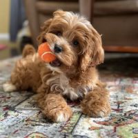 Pleasantville Animal Hospital ico