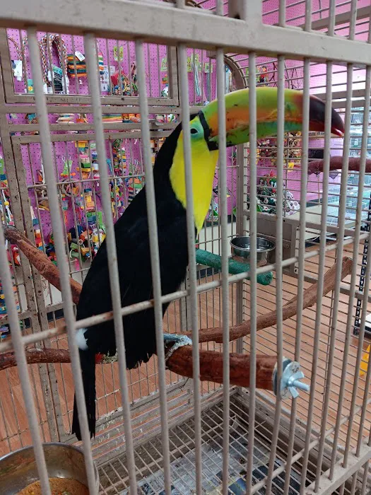 XtremeMundial Birds Picture 3