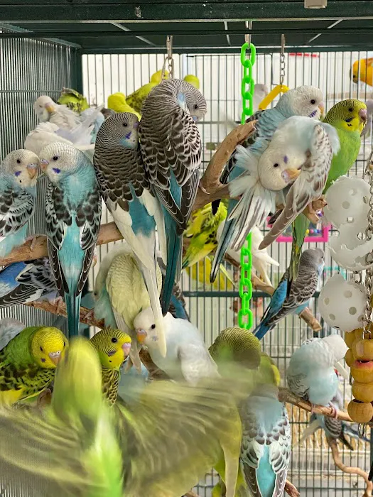XtremeMundial Birds Picture 8