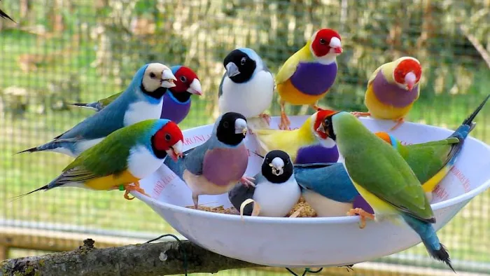 XtremeMundial Birds Picture 10