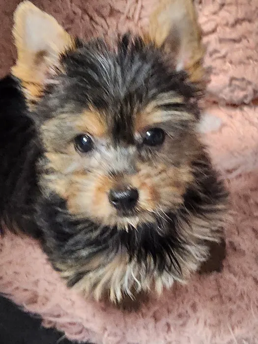 Puppy Town Picture 4