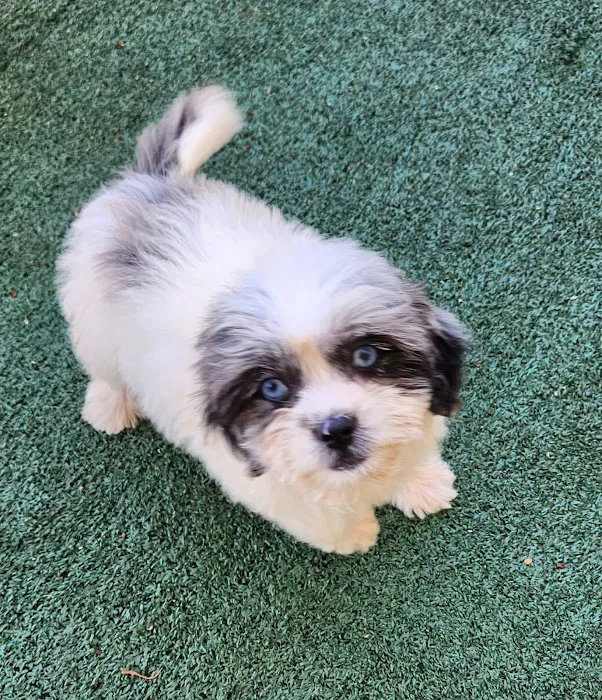 Puppy Town Picture 6