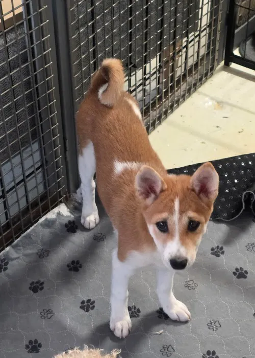 Puppy Town Picture 3