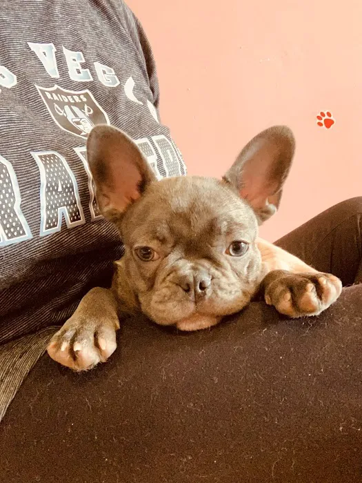 Puppy Town Picture 5