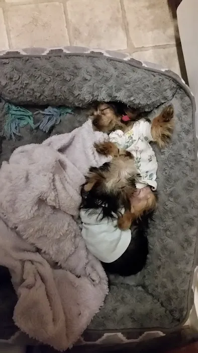 Puppy Town Picture 7